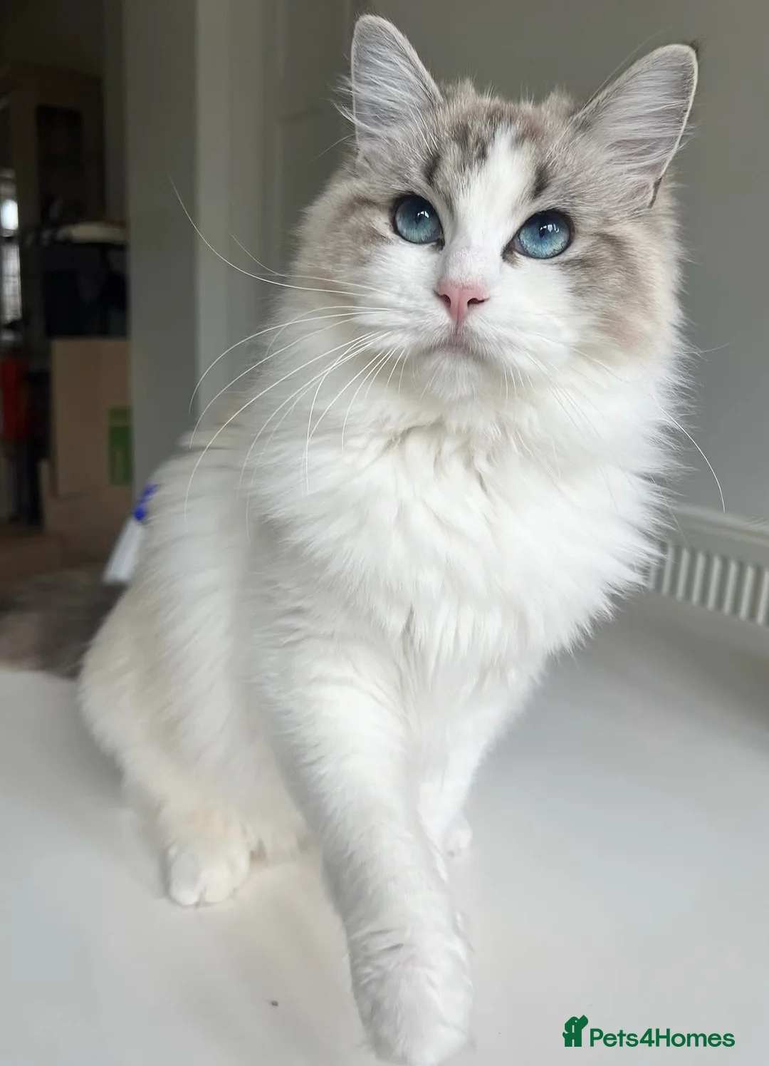 Ragdoll cats for sale: Beautiful 2-Year-Old GCCF Female Ragdoll - Advert 1