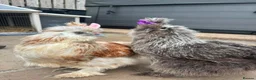 Chickens poultry for sale: 3 beautiful female silkies  - Advert 24