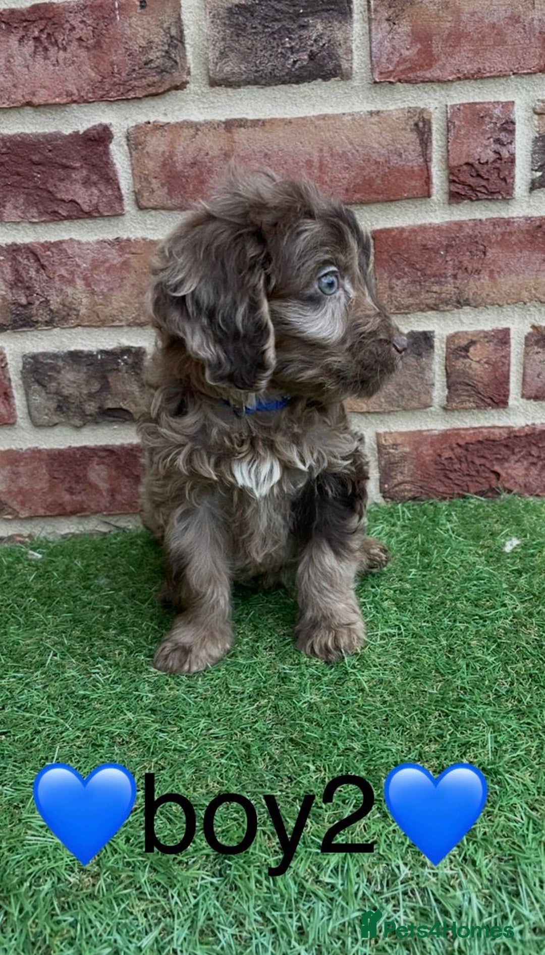 Cockapoo dogs for sale: ✨stunning cockapoo puppies✨ - Advert 5