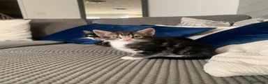 Mixed Breed Kitten 1