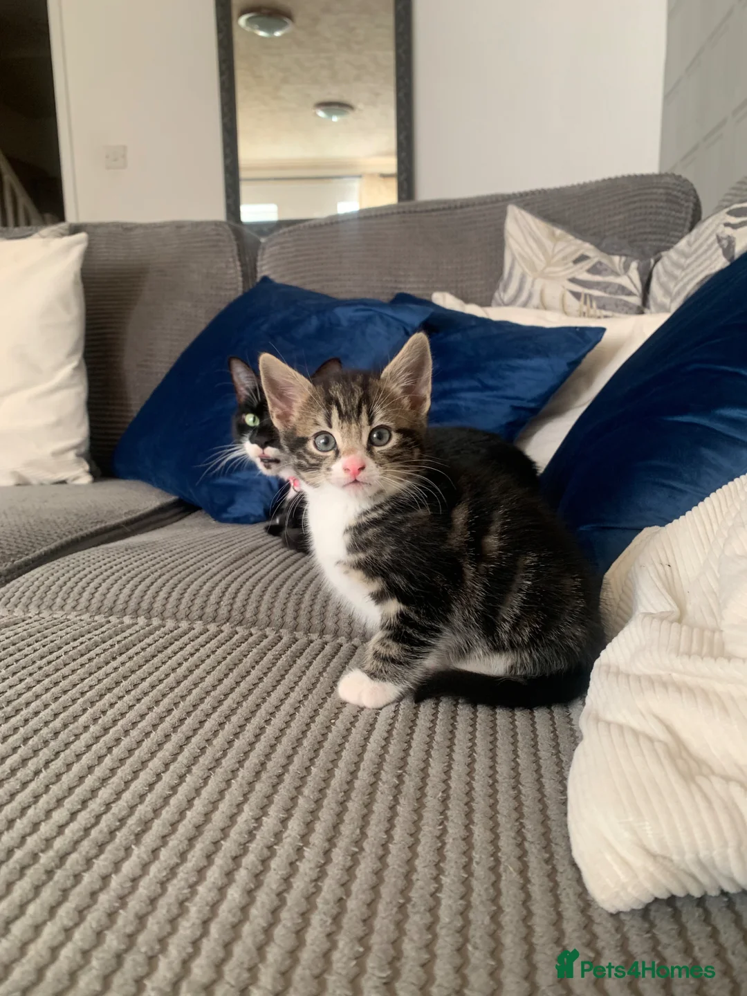 Mixed Breed cats for sale: 3 male kittens available  - Advert 2