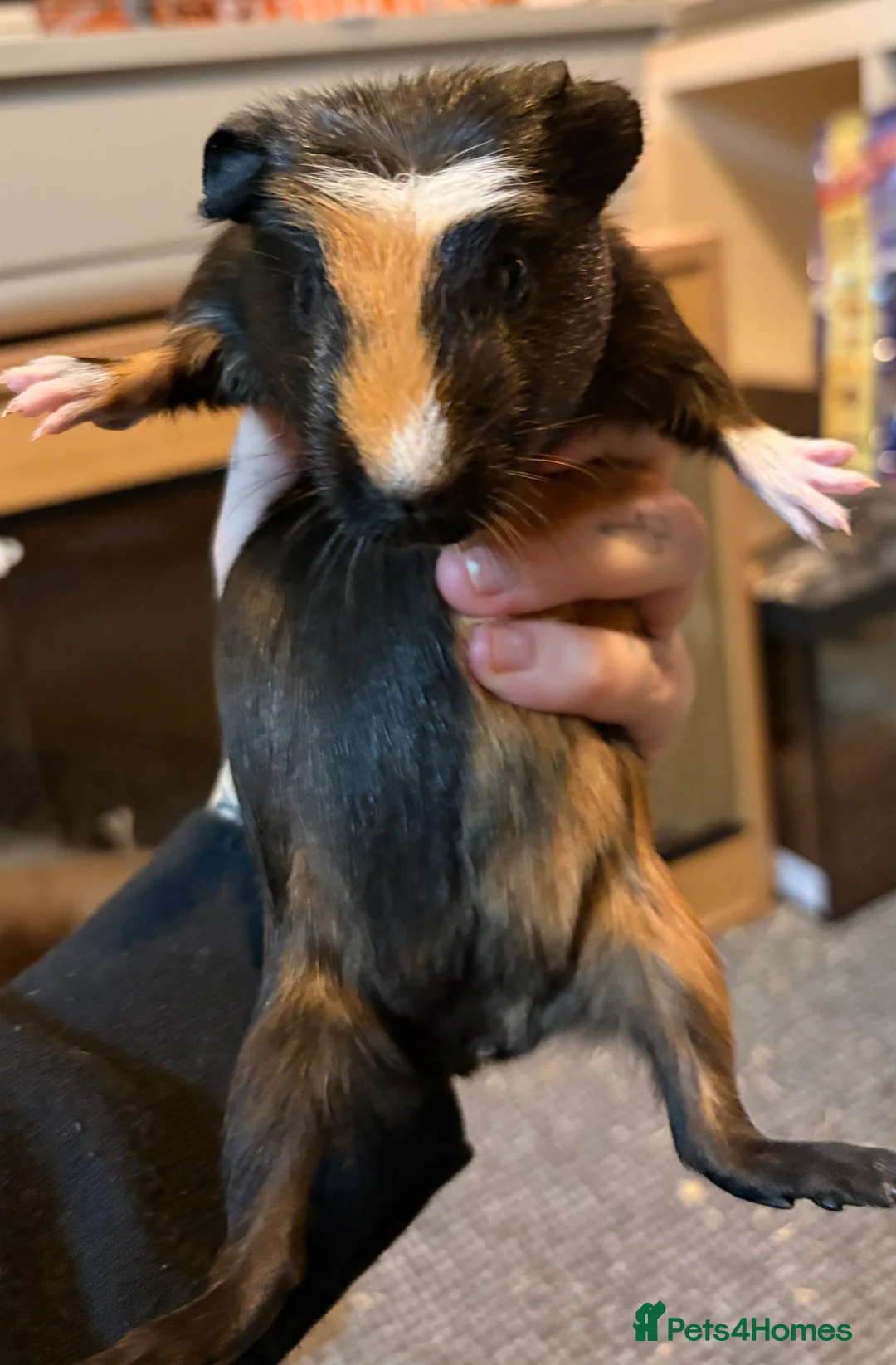 Guinea Pig rodents for sale: 3 male guinea pigs  - Advert 3