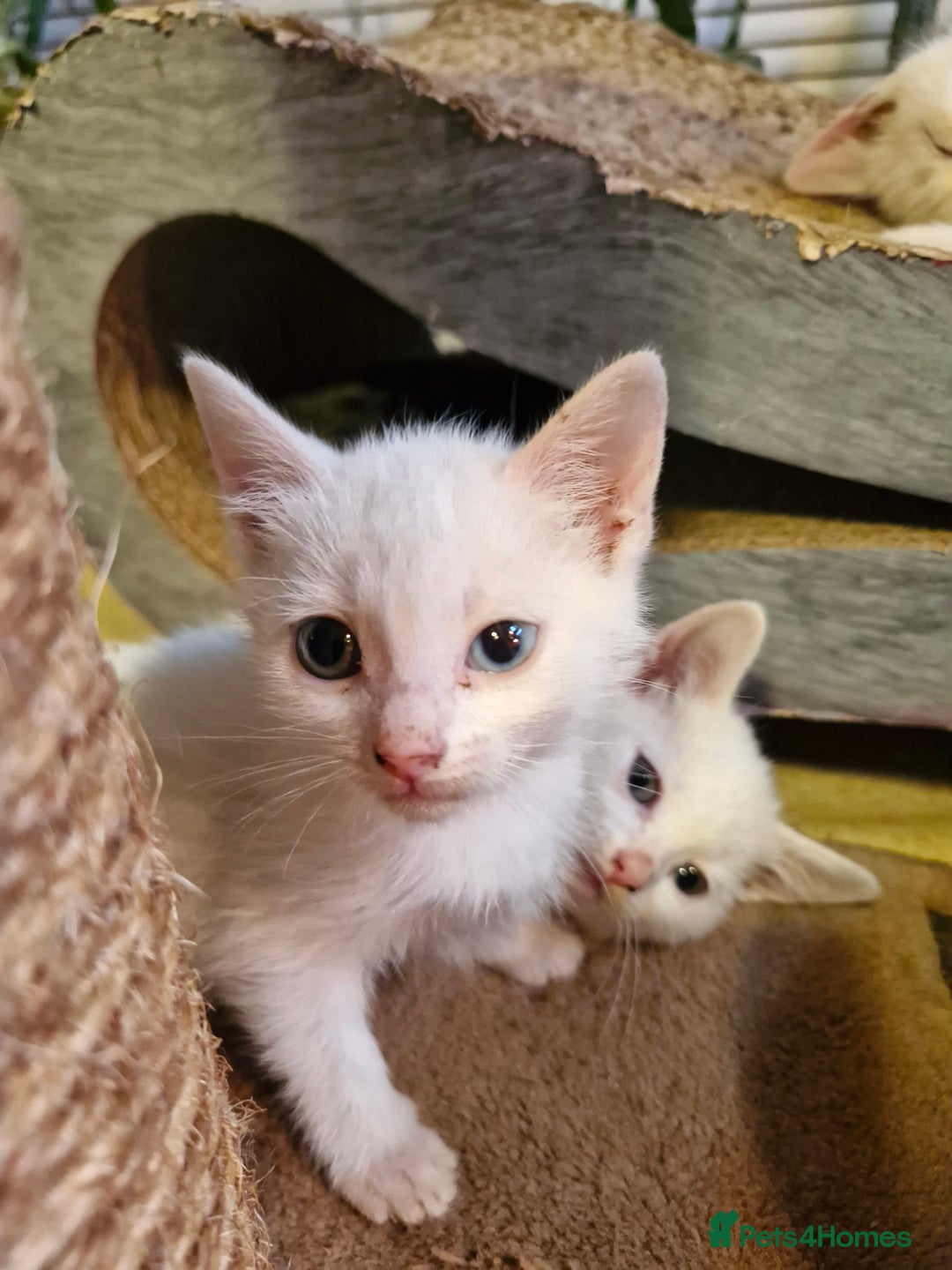 Mixed Breed cats for sale: Beautiful Siamese cross kittens - Advert 6