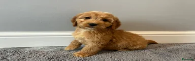 Cockapoo Puppy 1