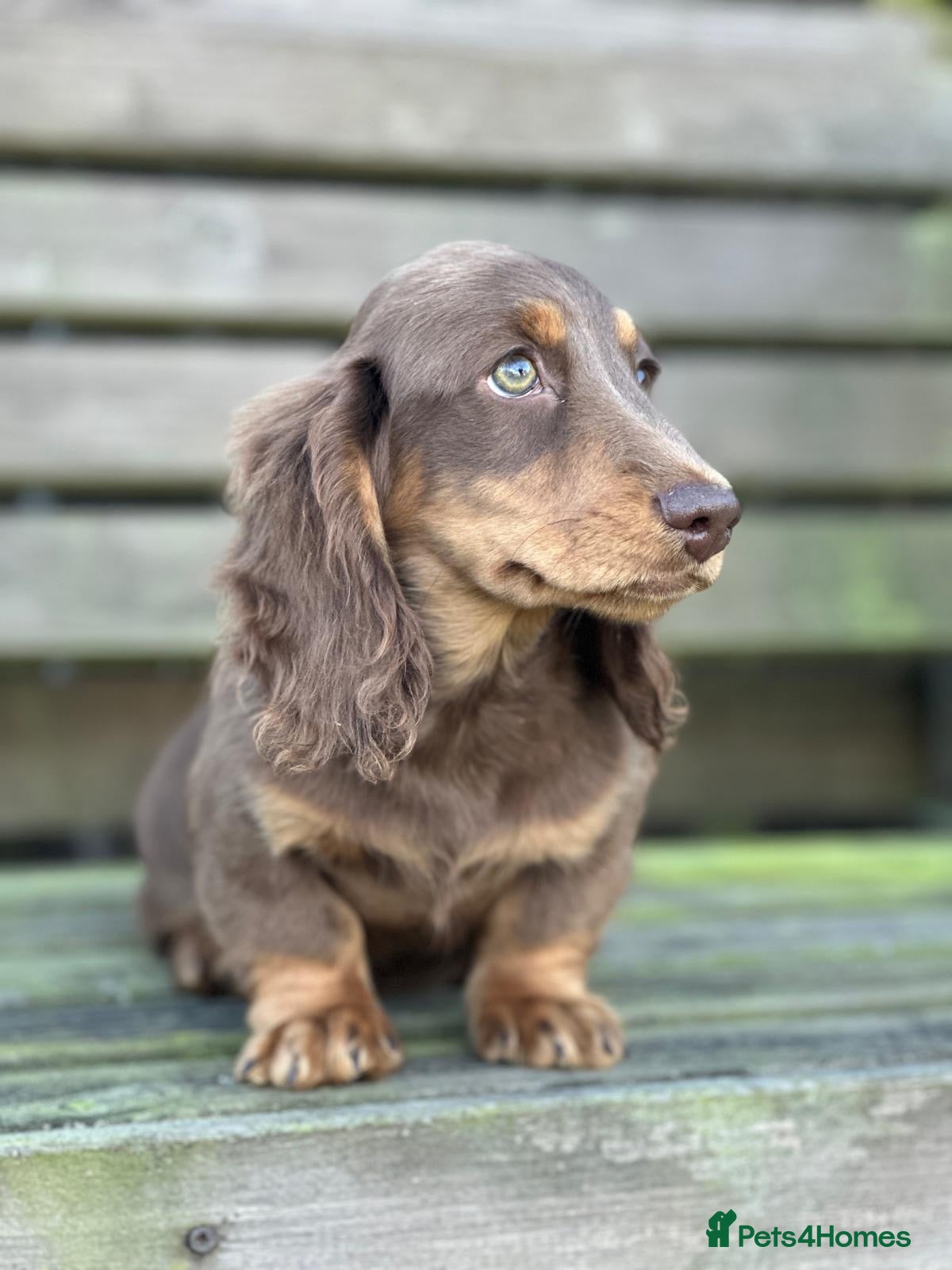 Miniature Dachshund dogs for sale: Miniature chocolate and tan longhaired Dachshund  - Advert 20