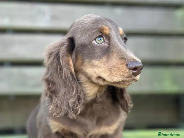 Miniature Dachshund dogs for sale: Miniature chocolate and tan longhaired Dachshund - Advert 12