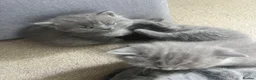 British Shorthair cats for sale: Four beautiful grey British shorthair kitten in Ingatestone - Advert 6