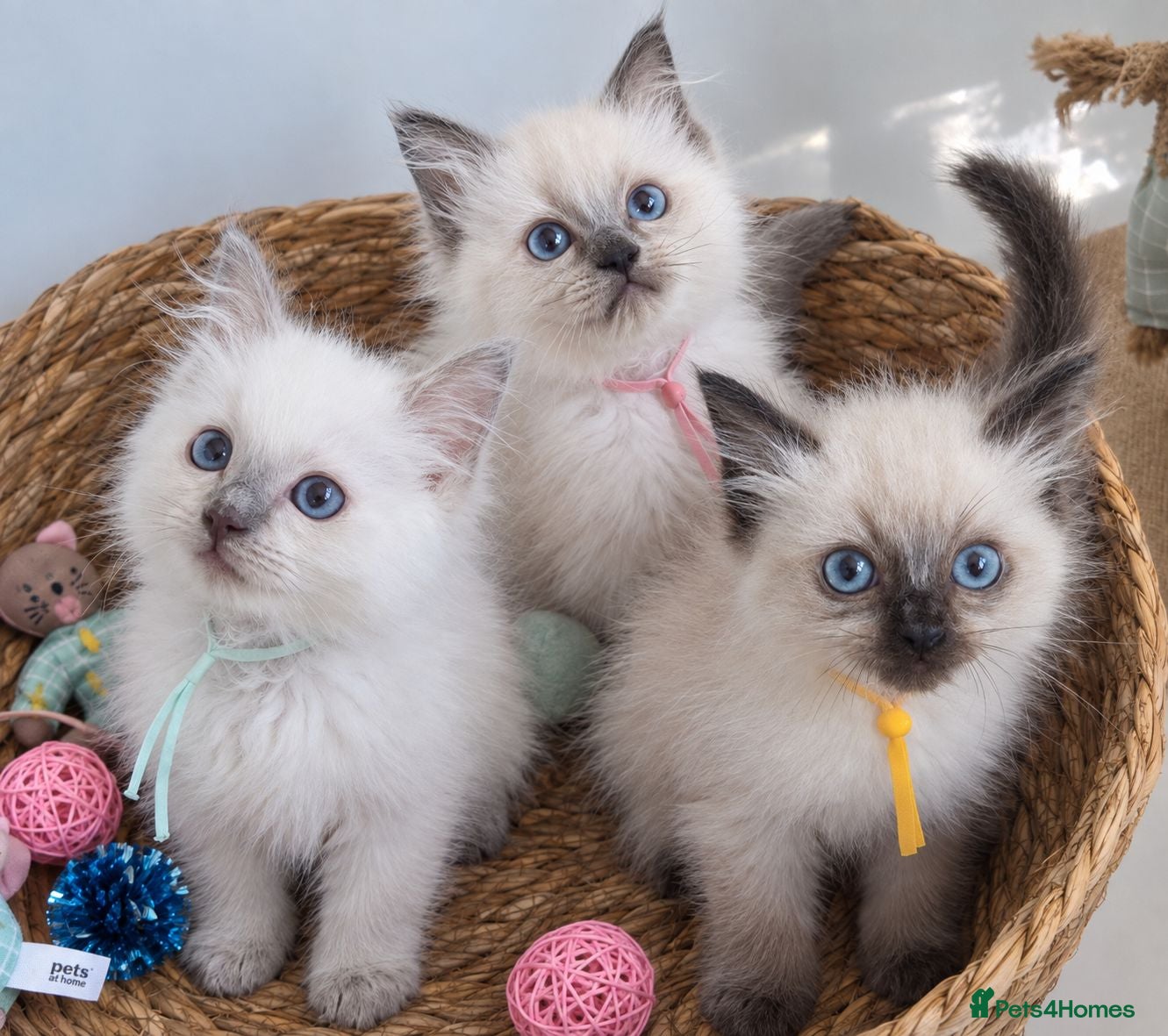 Ragdoll cats GCCF REGISTERED PEDIGREE RAGDOLL KITTENS  - Advert 1