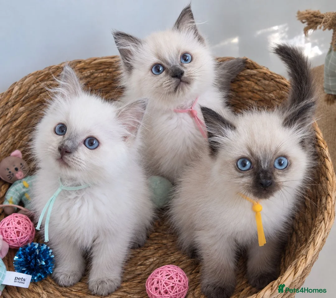 Ragdoll cats for sale: GCCF REGISTERED PEDIGREE RAGDOLL KITTENS  - Advert 1