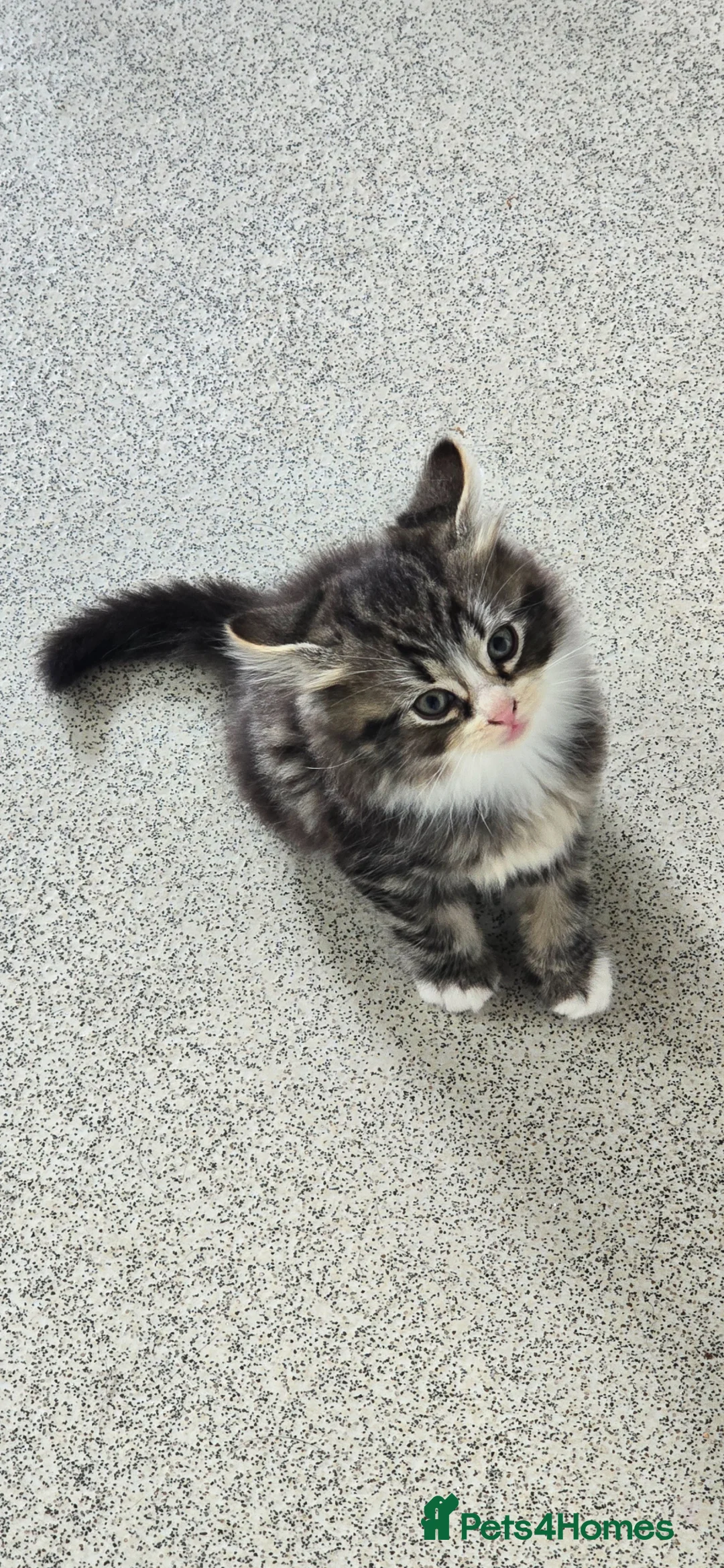 Mixed Breed cats for sale: Maine coon/Bengal kittens - Advert 2