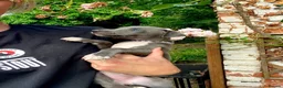 Mixed Breed dogs for sale: Whippet x Italian greyhound in Southampton - Advert 7