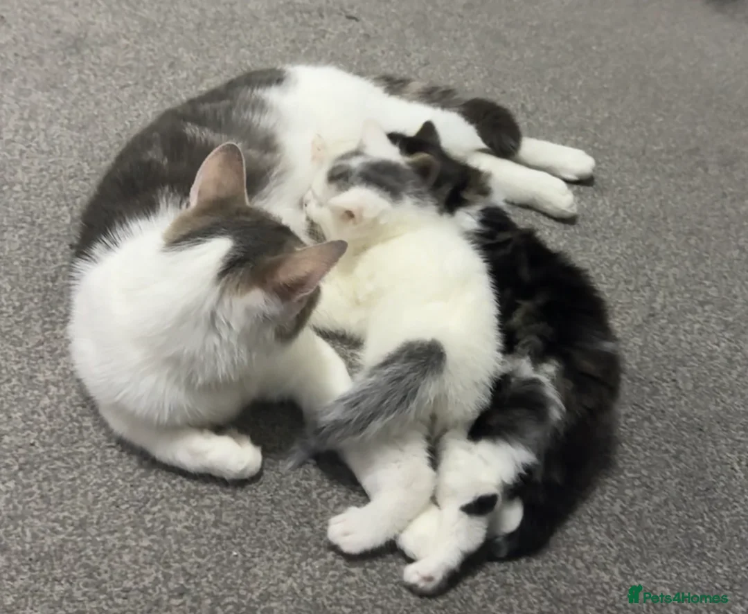 Mixed Breed cats for sale: 4 tabby patch kittens - Advert 1