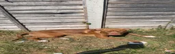 Mixed Breed dogs for sale: Mixed breed pup for sale, 7 month old Esmai   in Tamworth - Advert 5