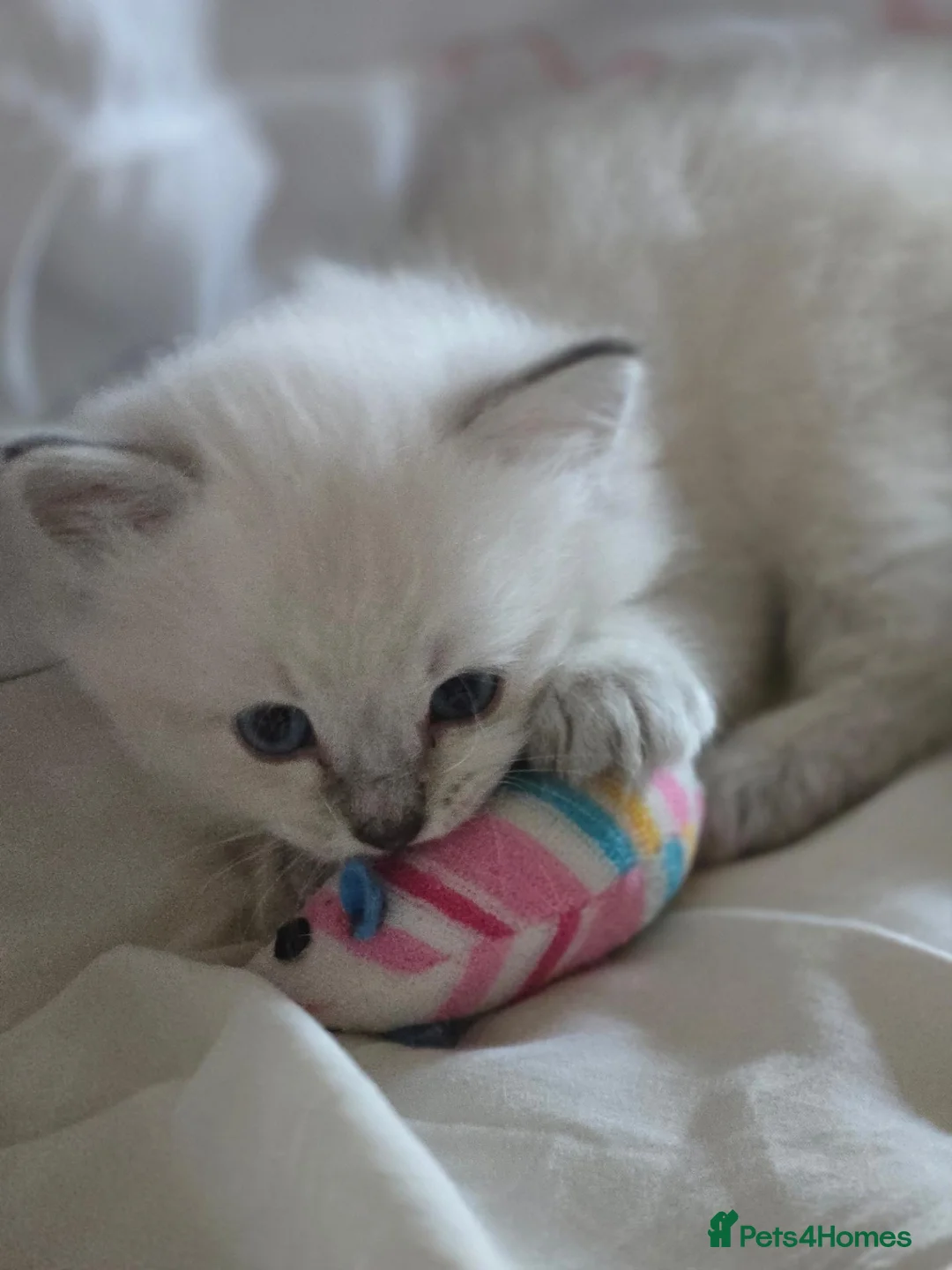 Ragdoll cats for sale: Four beautiful Ragdoll kittens in Somerton - Advert 14