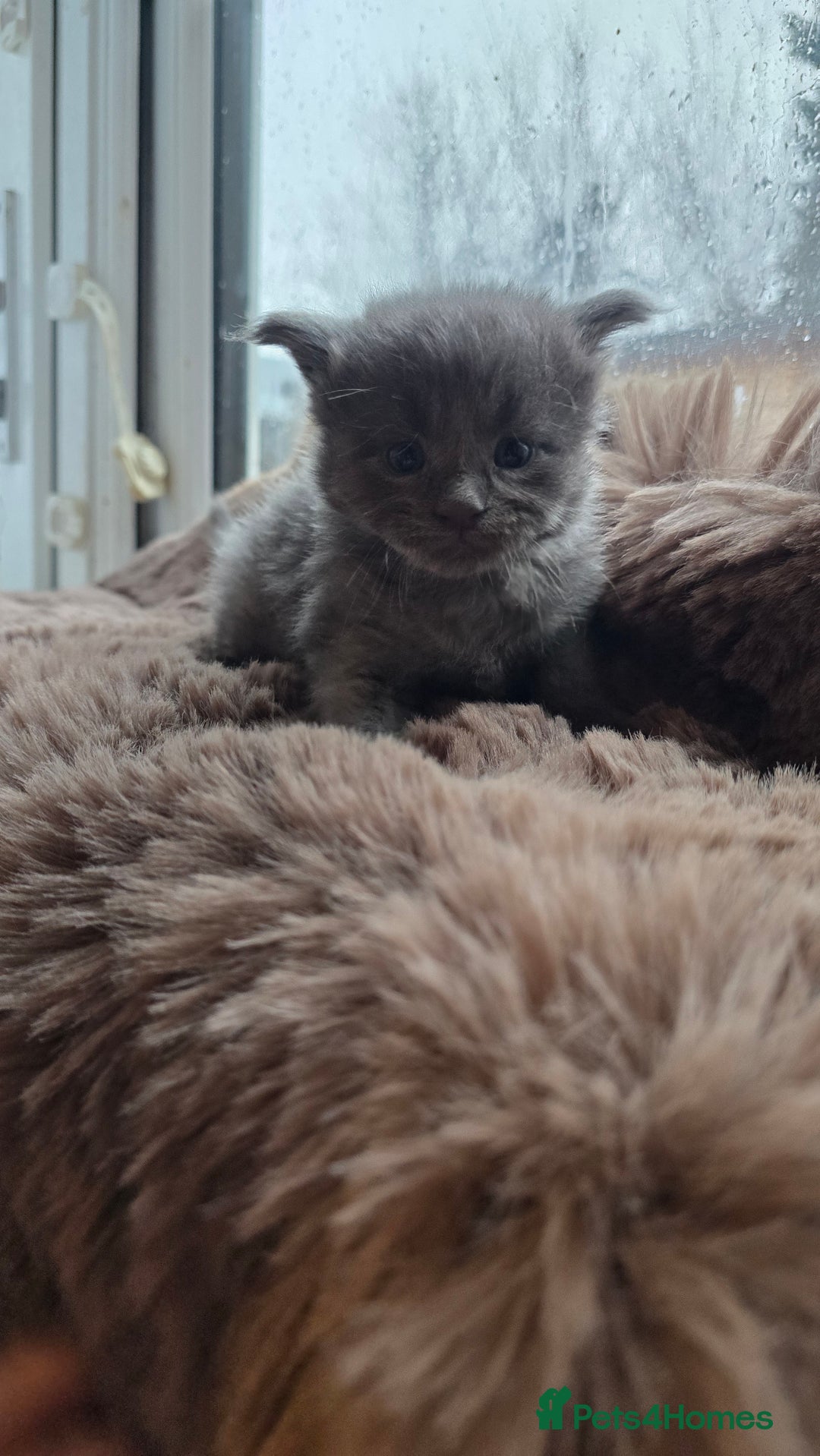 Maine Coon cats for sale: Stunning Mainecoons - Advert 19