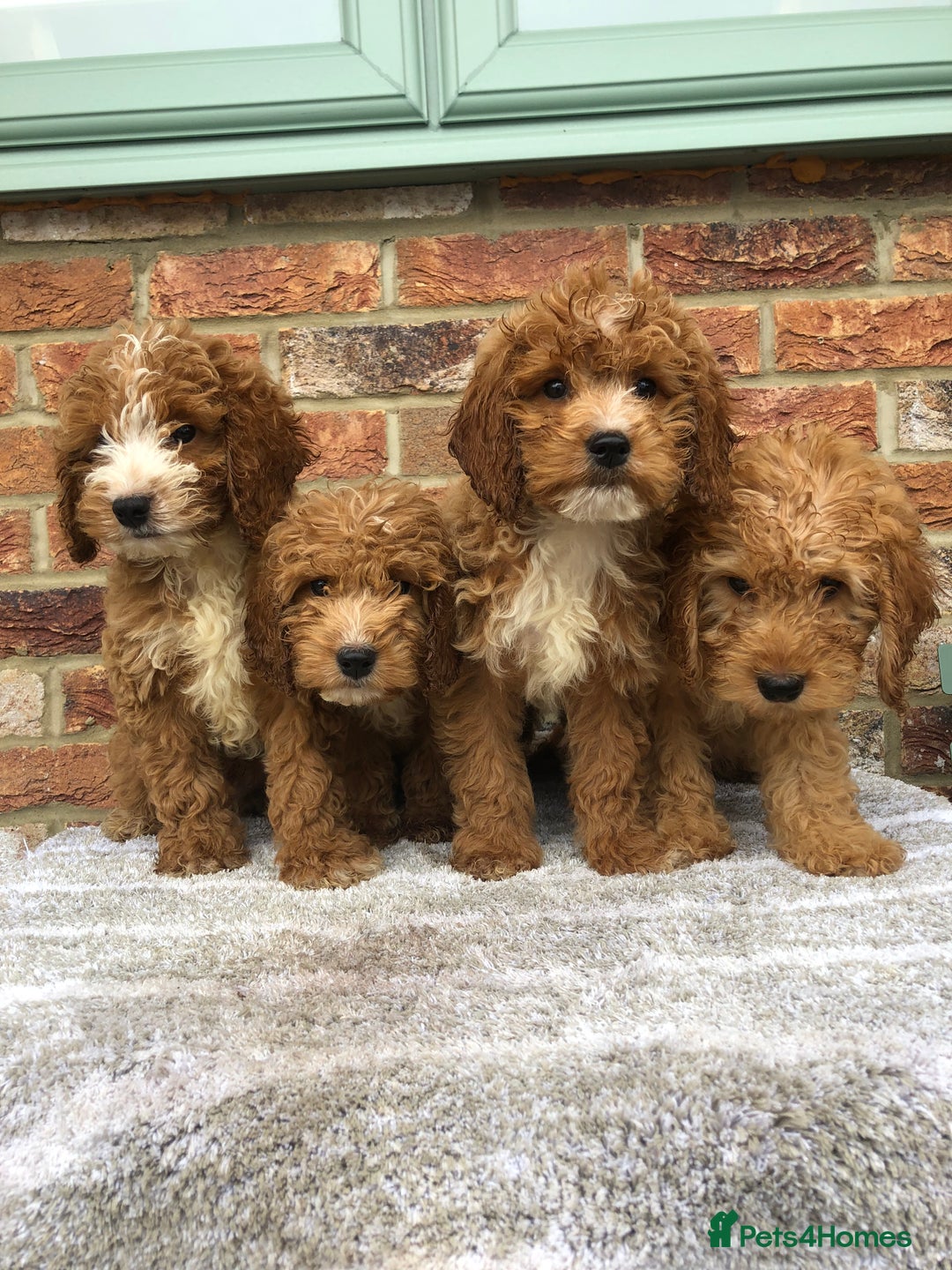Cockapoo dogs for sale: Stunning red cocapoo, Puppy - Image 8