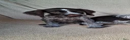 German Wirehaired Pointer dogs for sale: German wirehair pointer pups.  - Advert 3