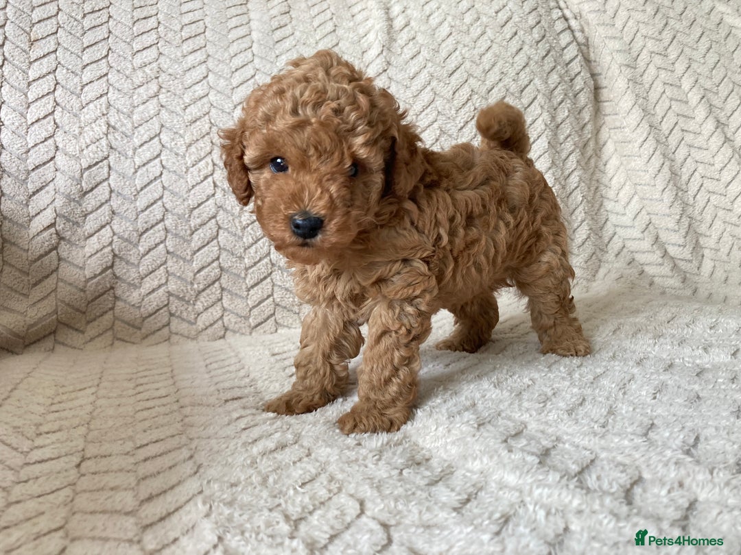 Cockapoo dogs for sale: Exquisite F2bb cockapoo pups - Image 2