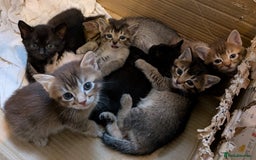 Burmese cats for sale: Burmese Cross Kittens - Image 1