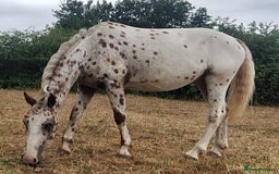 Appaloosa horses for sale: 5yr old Appaloosa Gelding  - Image 2