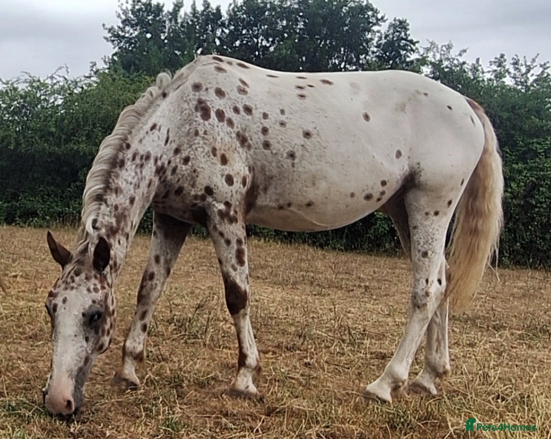 Appaloosa horses for sale: 5yr old Appaloosa Gelding  - Image 2