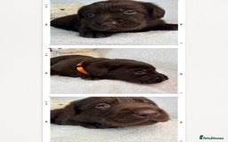 Labrador Retriever dogs for sale: READY NOW. LABRADOR PUPPIES. HEALTH CHECKS DONE  - Image 16