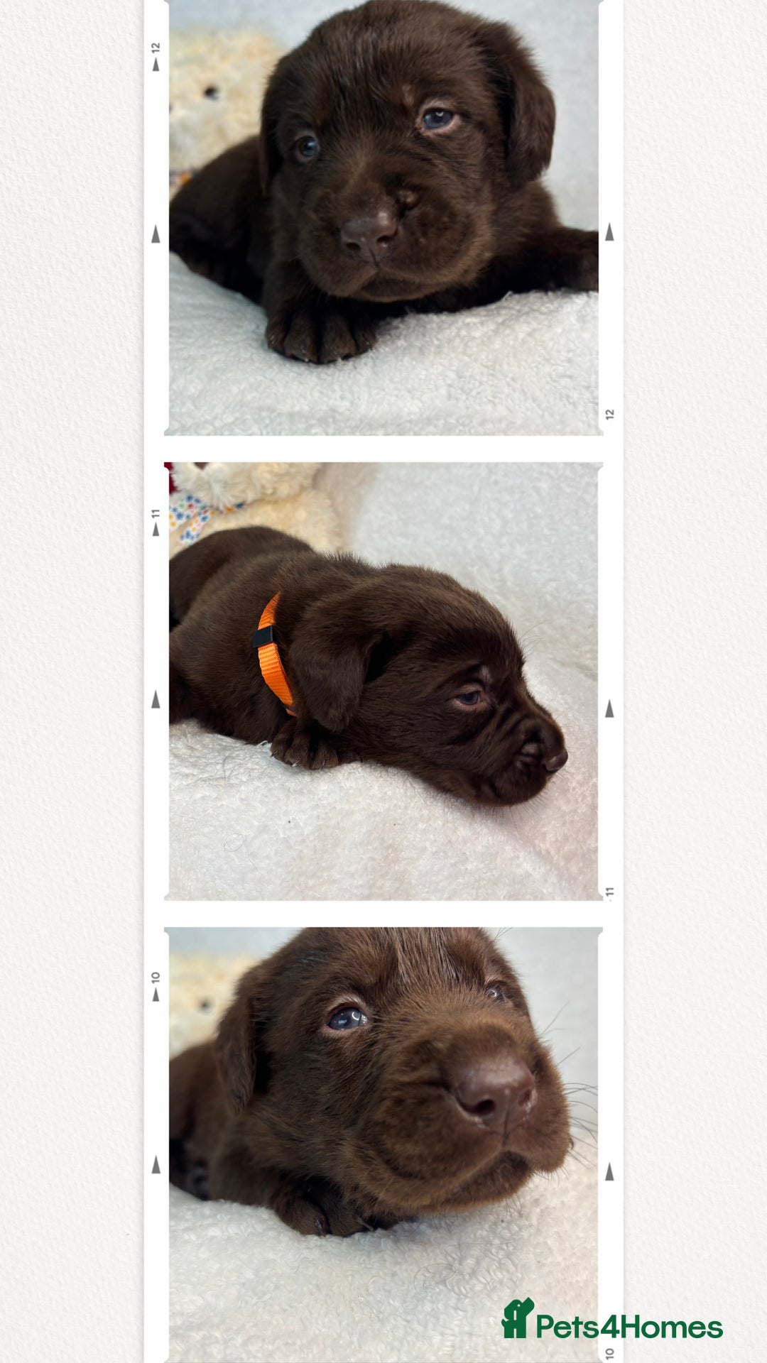 Labrador Retriever dogs for sale: READY NOW. LABRADOR PUPPIES. HEALTH CHECKS DONE  - Image 16