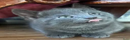 Mixed Breed cats for sale: Russian blue mix kittens  - Advert 19