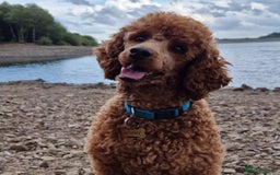 Miniature Poodle dogs for stud: ✅️DNA Test Red KC Miniature Poodle Stud Manchester in Manchester - Image 9