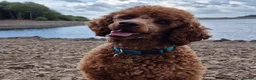 Miniature Poodle dogs for stud: ✅️DNA Test Red KC Miniature Poodle Stud Manchester in Manchester - Advert 9
