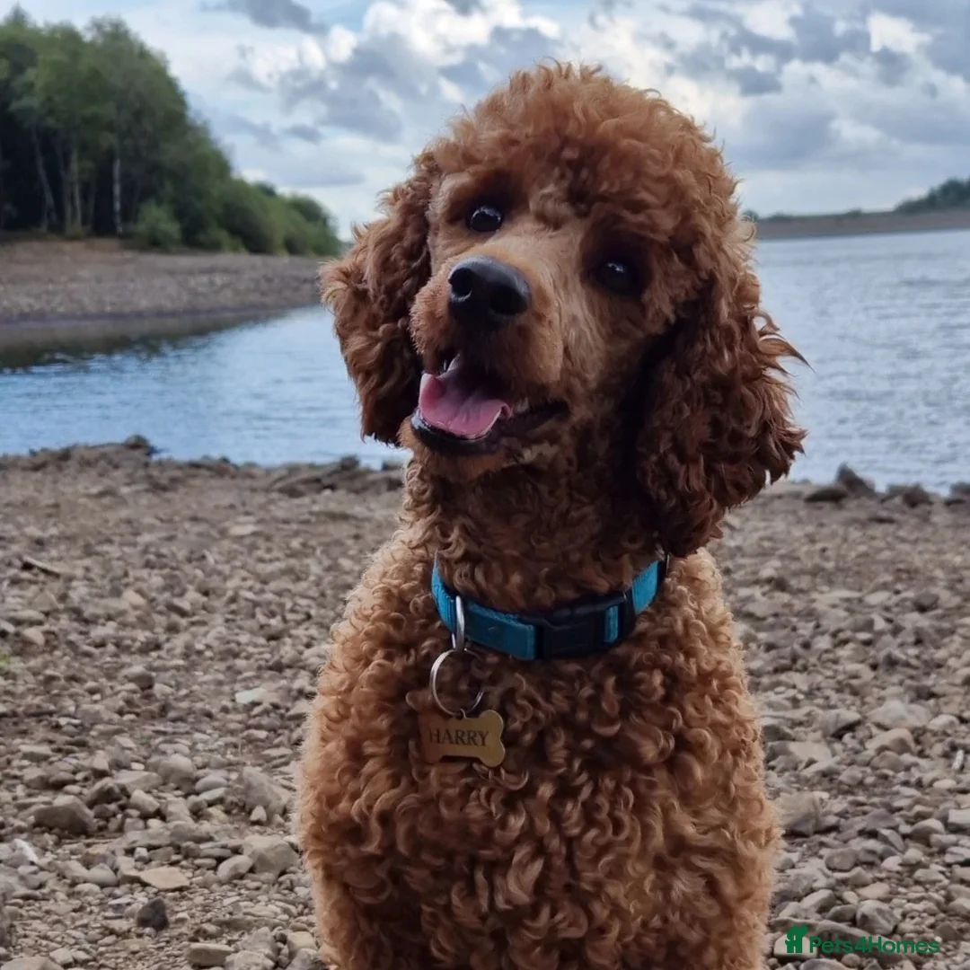 Miniature Poodle dogs for stud: ✅️DNA Test Red KC Miniature Poodle Stud Manchester in Manchester - Advert 9