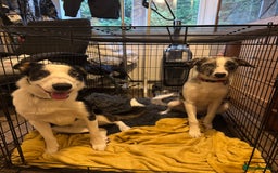 Border Collie dogs for sale: 2 YOUNG BORDER COLLIES / BLUE EYES / MERLE - Image 7