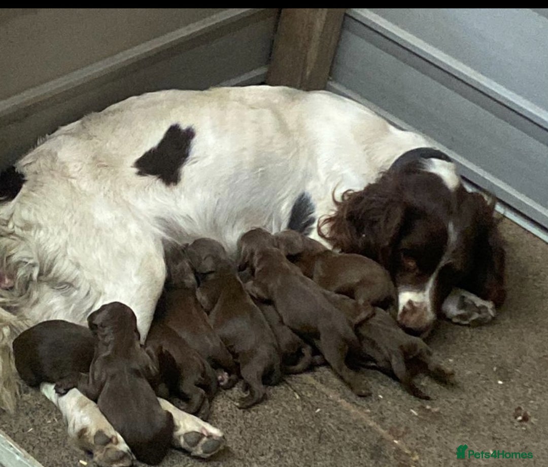 Sprocker dogs for sale: Last 2 girls available chocolate Sprockers - Image 18