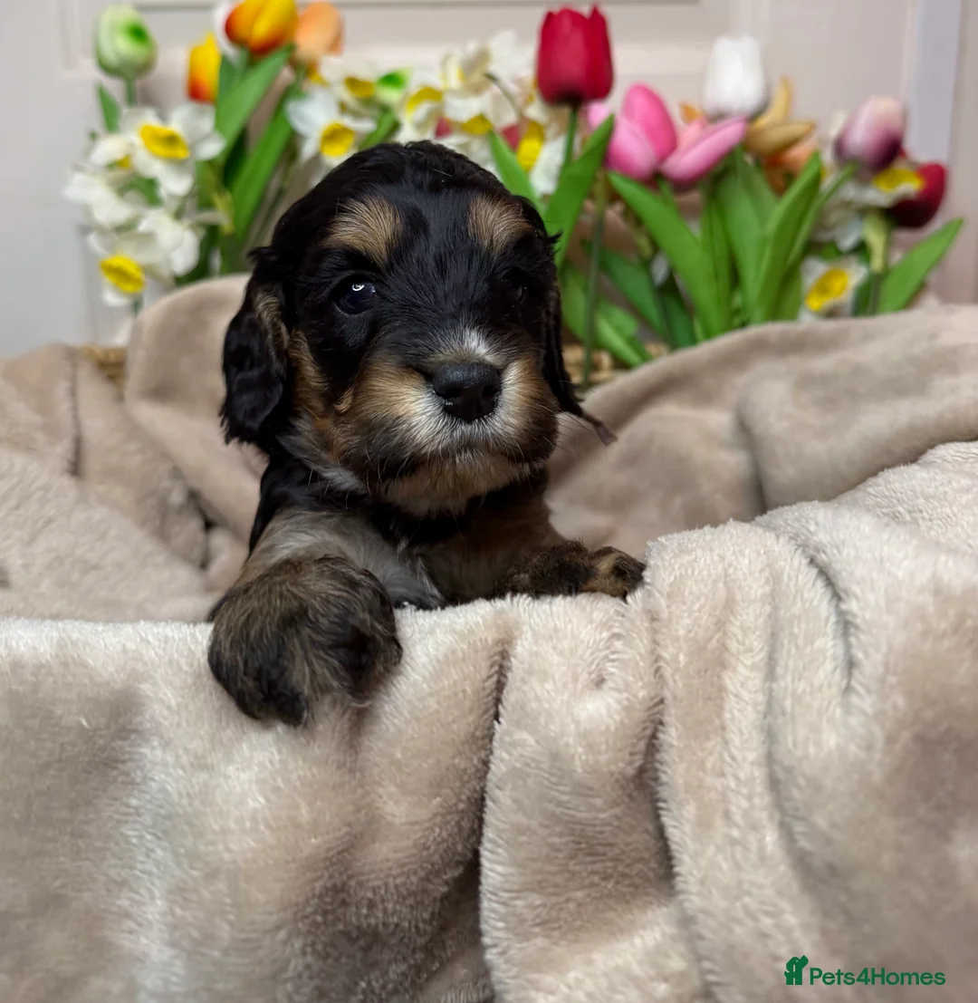 Cockapoo dogs for sale: Adorable F1 cockapoo puppies - Advert 3