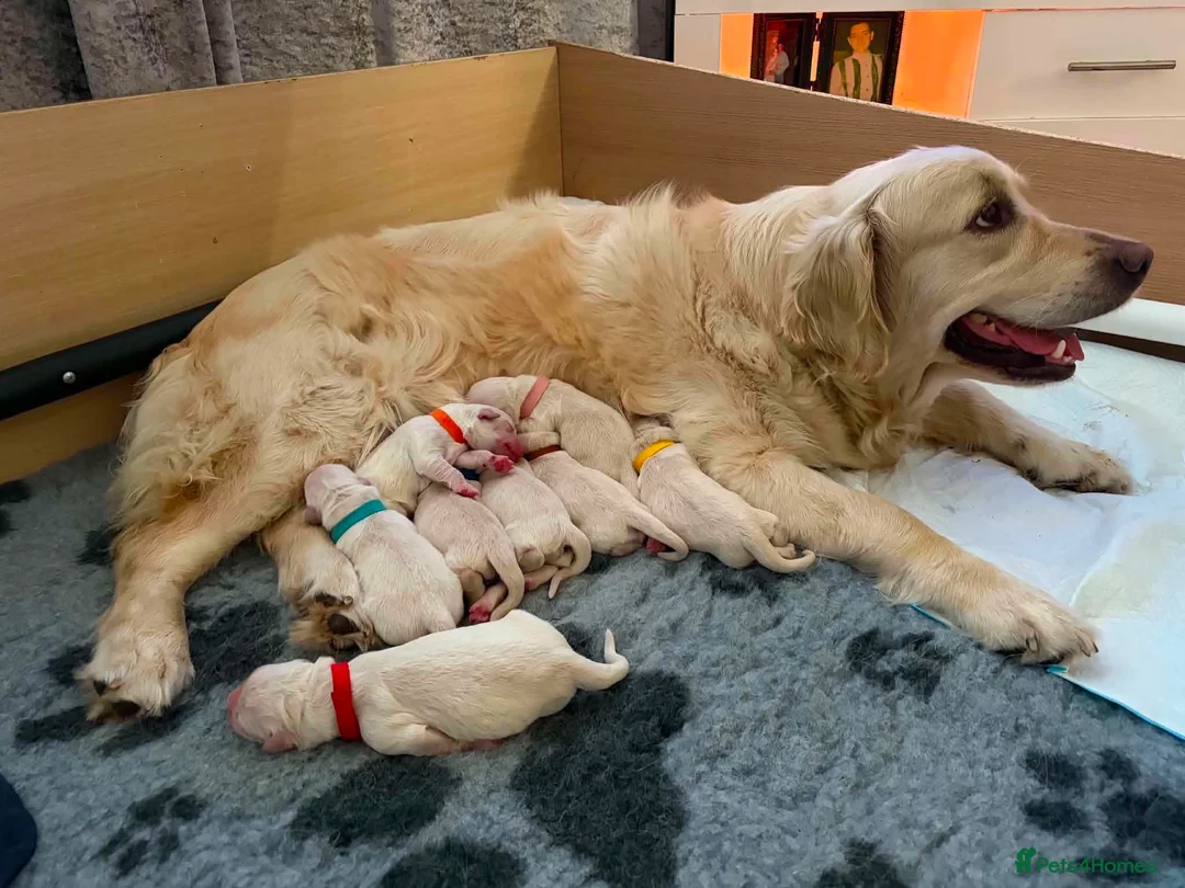 Golden Retriever dogs for sale: BEAUTIFUL KC REG SHOW GOLDEN RETRIEVER PUPPIES - Advert 2