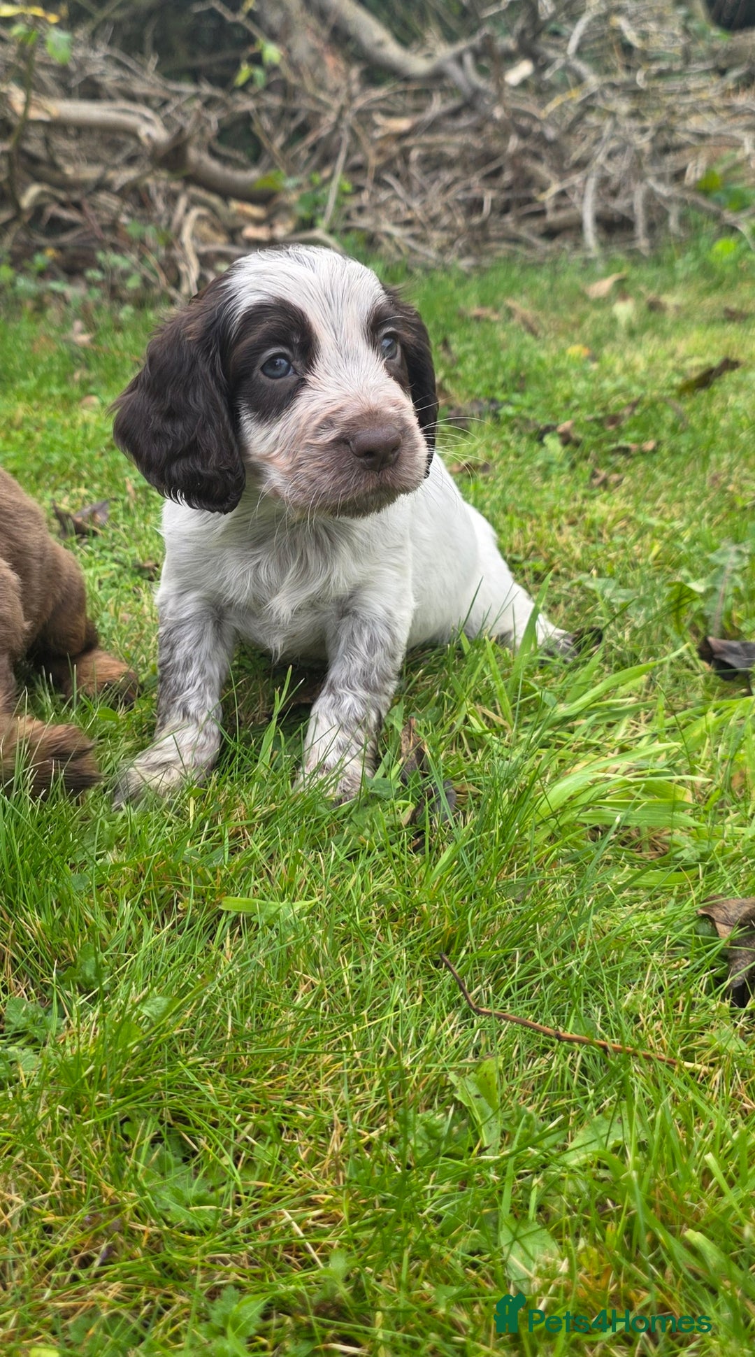Cocker Spaniel dogs for sale: WORKING COCKER SPANIELS ..DNA CLEAR - Image 29