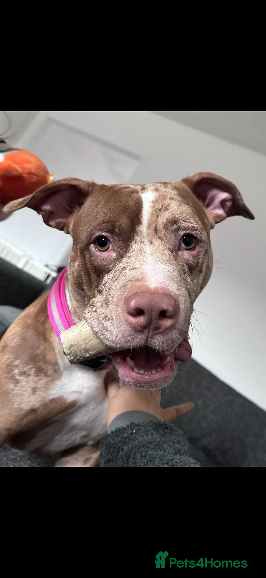 American Bully dogs for sale: Merle American Bully Puppy’s - Advert 18