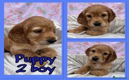 Cocker Spaniel dogs for sale: 5 beautiful show cocker spaniel puppies  - Image 9