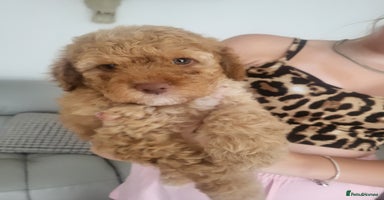 Miniature Poodle dogs - Advert 6