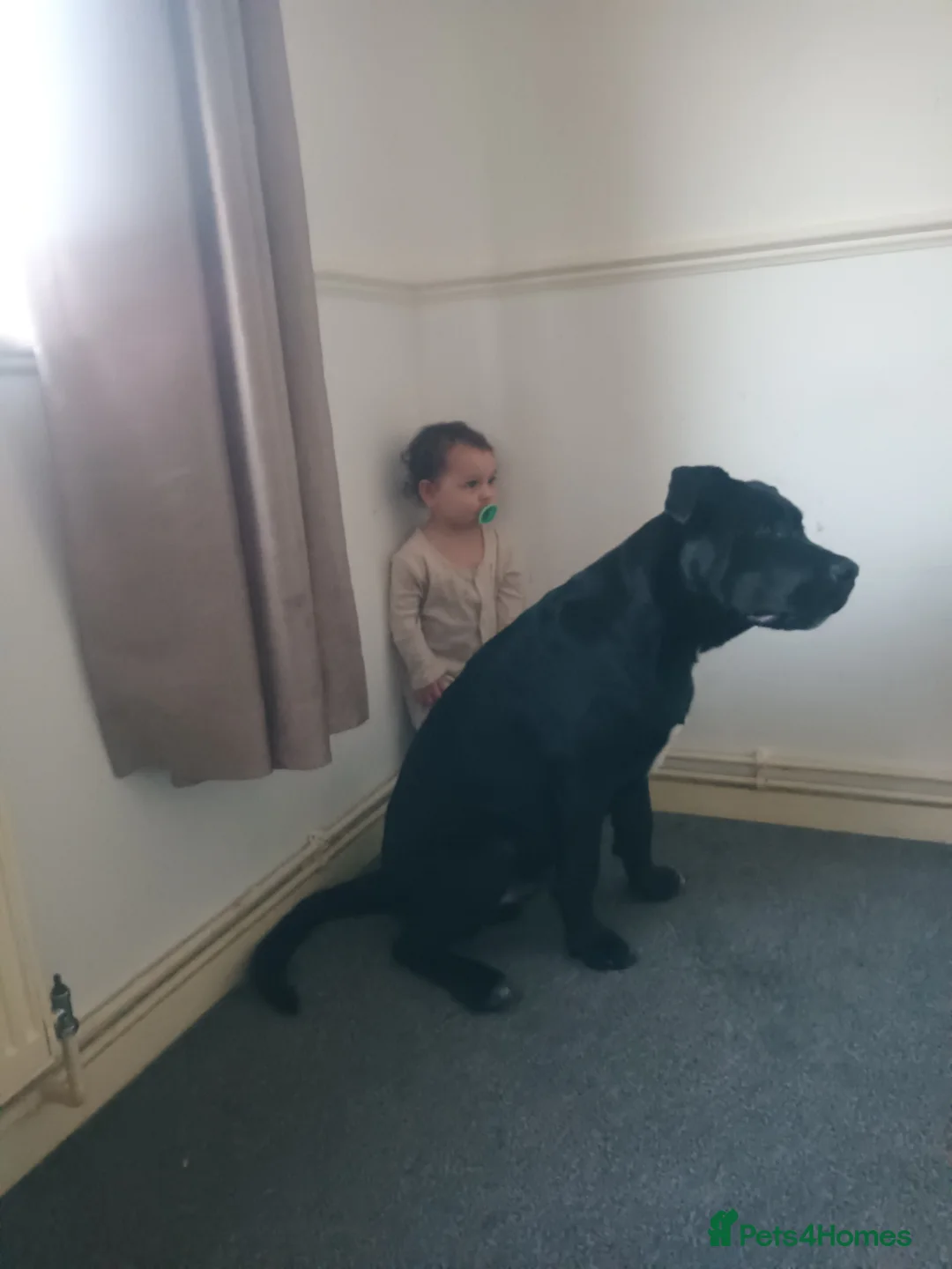 Mixed Breed dogs for sale: Hades  - Advert 2