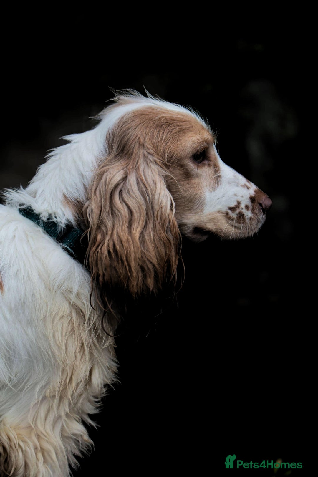 Cocker Spaniel dogs for sale: Show type Cocker Spaniel puppies - Advert 11