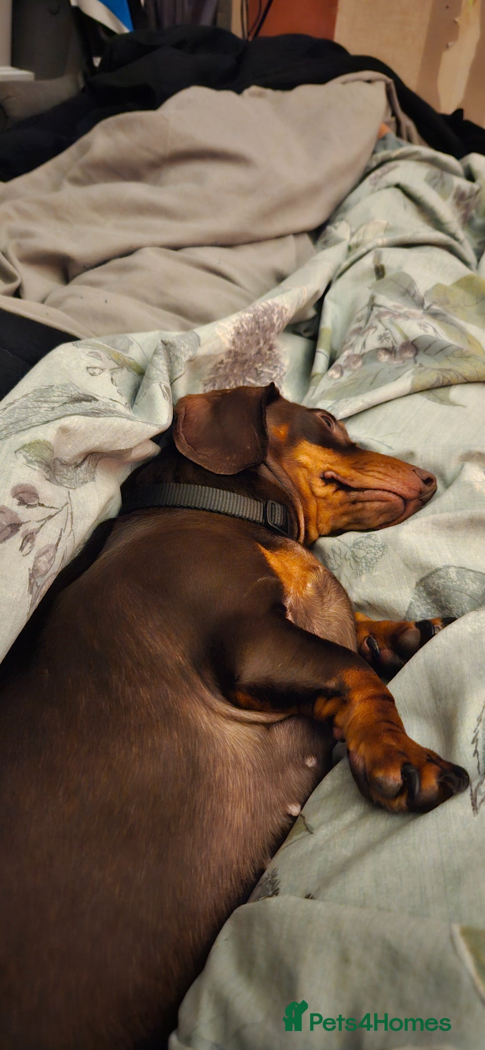 Miniature Dachshund dogs Beautiful boy - Advert 3