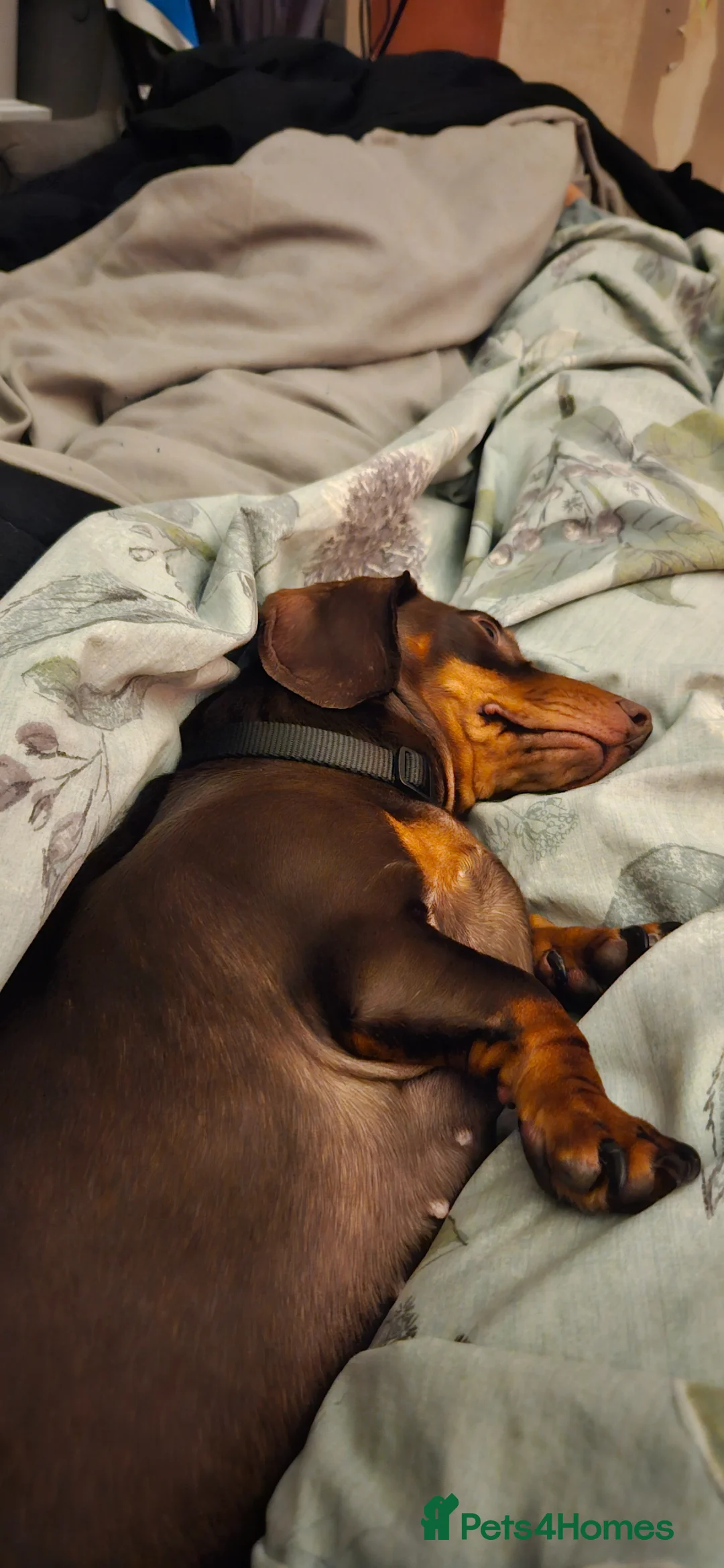 Miniature Dachshund dogs for sale: Beautiful boy - Advert 1