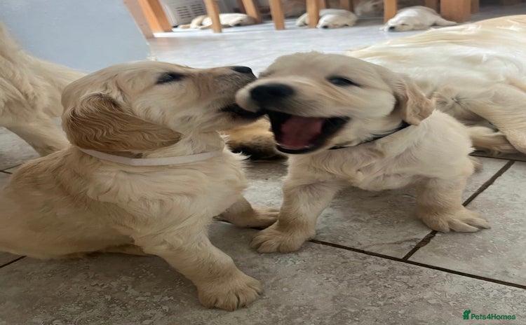 Golden Retriever dogs - Advert 1