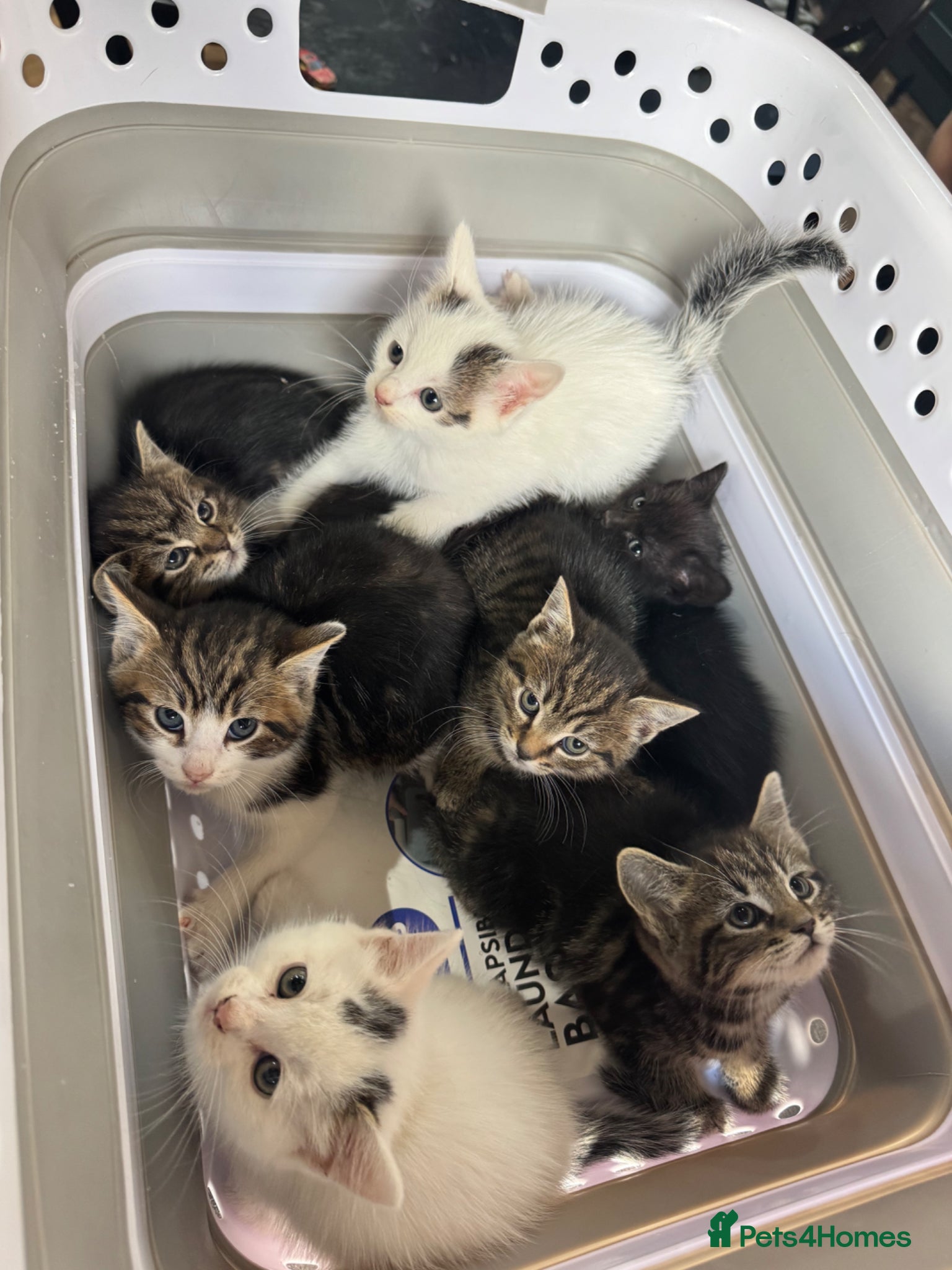 Mixed Breed cats 5 LEFT - Kittens for sale  - Advert 9