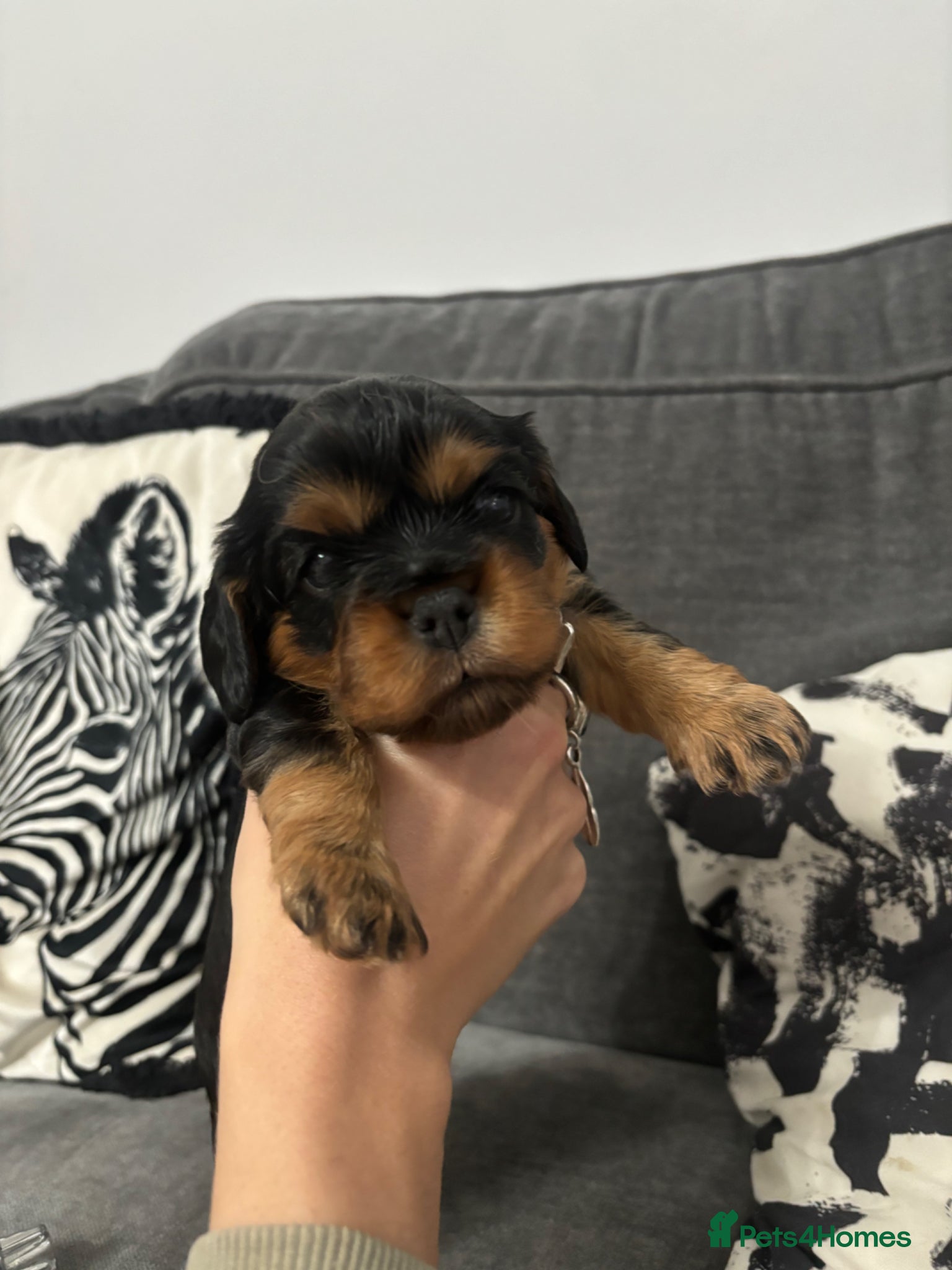 Cavalier King Charles Spaniel dogs 2LEFT Black & Tan cavalier King Charles spaniels - Advert 11