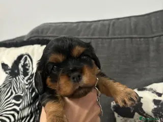 Cavalier King Charles Spaniel dogs 2LEFT Black & Tan cavalier King Charles spaniels - Advert 11