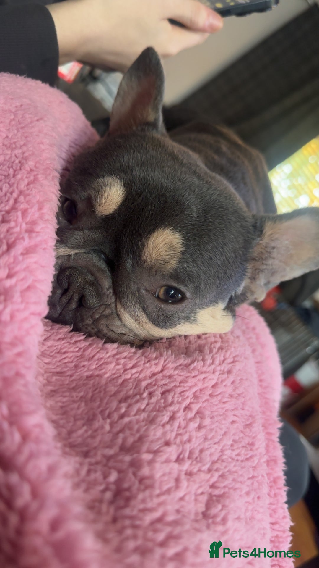 Mixed Breed dogs for sale: puppies  - Image 9