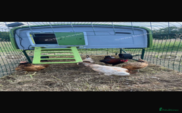 Chickens poultry for sale: Aseel rooster hens mianwali begum cheena saleta - Image 6