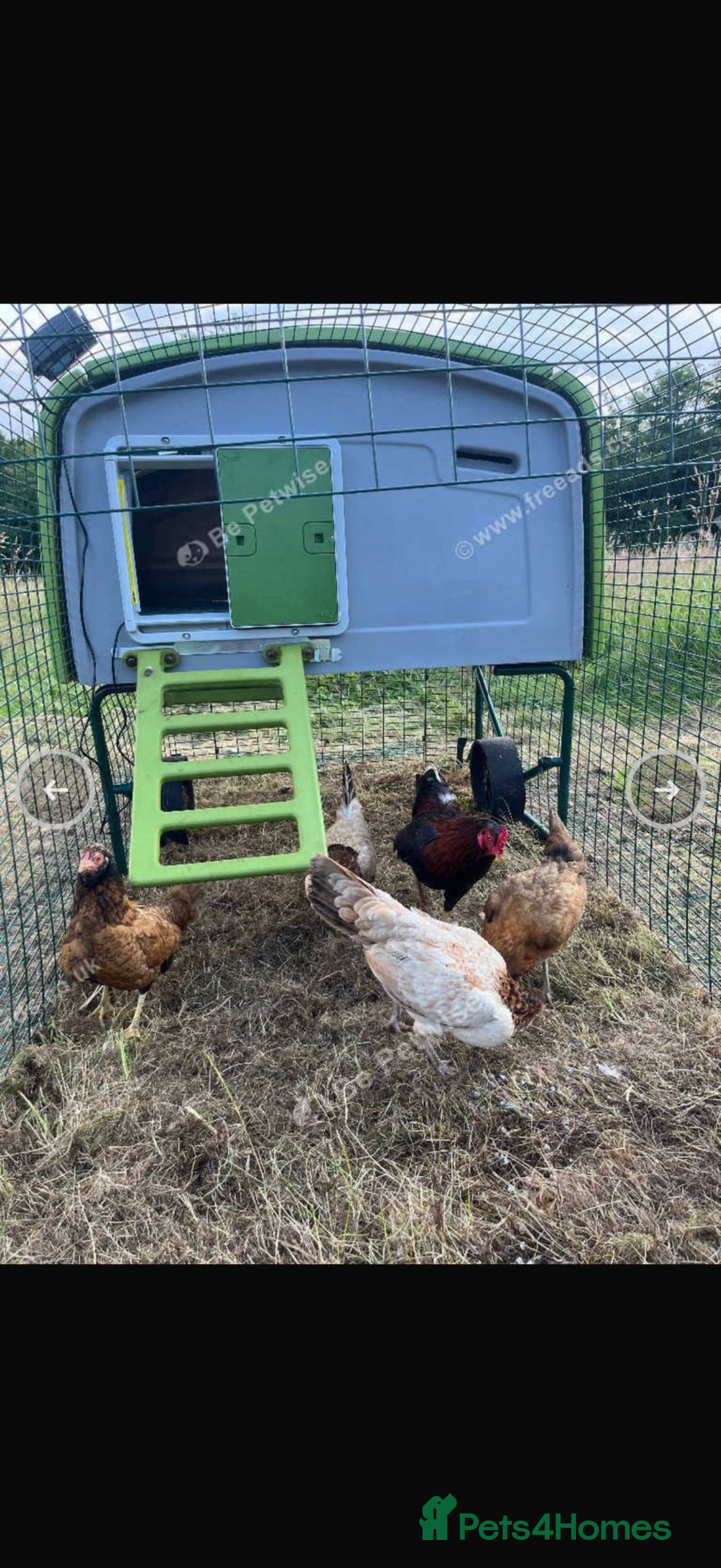 Chickens poultry for sale: Aseel rooster hens mianwali begum cheena saleta - Image 6